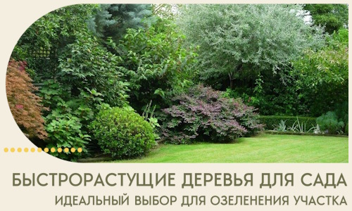 Быстрорастущие деревья для сада идеальный выбор в Кулебаках