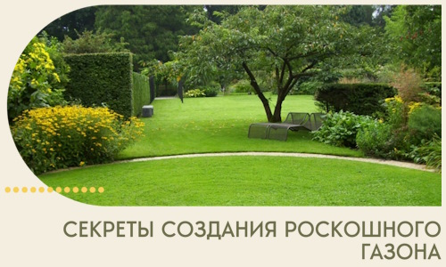 Секреты создания роскошного газона в Кулебаках
